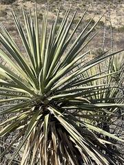 Yucca faxoniana