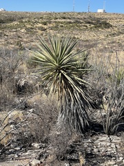 Yucca faxoniana