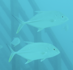 Caranx papuensis