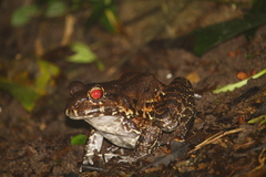 Leptodactylus vastus