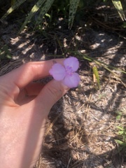 Callisia ornata