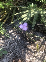 Callisia ornata