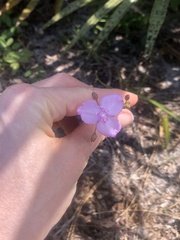 Callisia ornata
