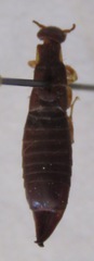 Euborellia peregrina