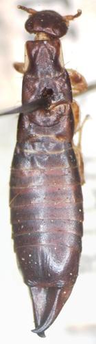 Euborellia peregrina