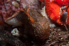 Coccotropsis gymnoderma