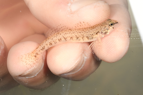 Johnny darter (Etheostoma nigrum) — Percidae — 3