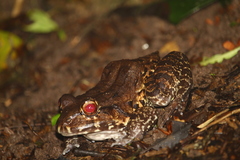 Leptodactylus vastus