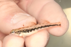 Etheostoma duryi