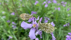 Anthocharis bambusarum