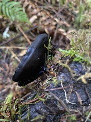 Pseudoplectania melaena