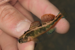 Etheostoma duryi