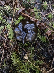 Pseudoplectania melaena