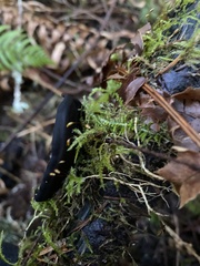 Pseudoplectania melaena