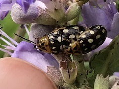 Phola octodecimguttata