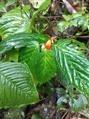 Begonia longirostris
