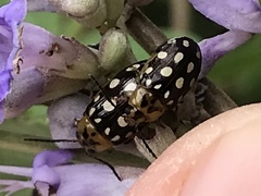 Phola octodecimguttata