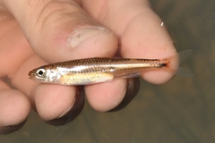 Notropis leuciodus