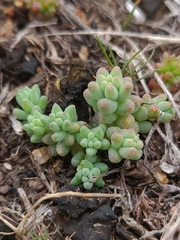 Sedum nuttallii