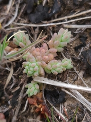 Sedum nuttallii