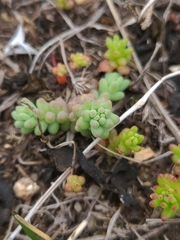 Sedum nuttallii