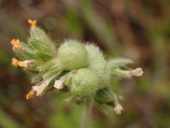 Schizomyia macrofila