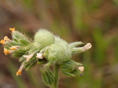 Schizomyia macrofila