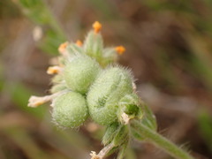 Schizomyia macrofila