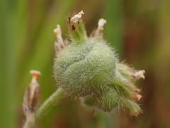 Schizomyia macrofila