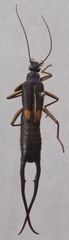 Spongiphora croceipennis