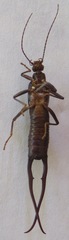 Spongiphora croceipennis