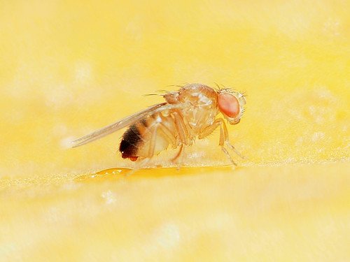 Common fruit fly
