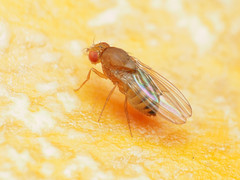 Drosophila immigrans