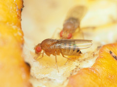 Drosophila immigrans