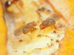 Drosophila immigrans