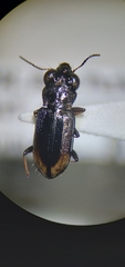 Notiophilus sylvaticus