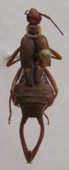 Ancistrogaster variegata