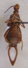 Ancistrogaster variegata