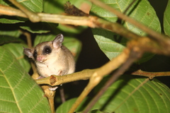 Didelphinae