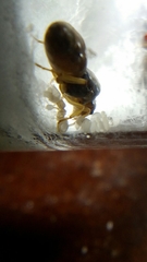 Lasius brevicornis
