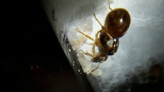 Lasius brevicornis