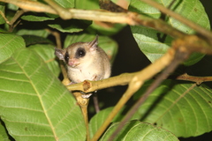 Didelphinae