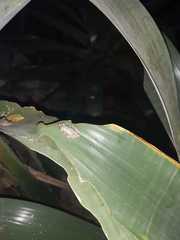 Scinax perpusillus