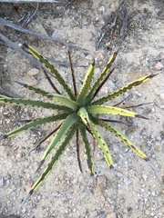 Agave datylio