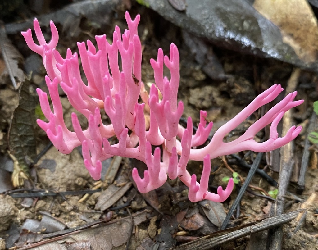 Clavaria schaefferi · March 2022 · photo: © heimatlos (iNaturalist, cc0)