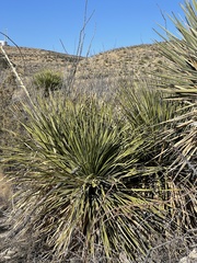 Dasylirion leiophyllum