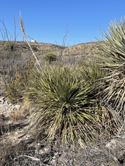 Dasylirion leiophyllum