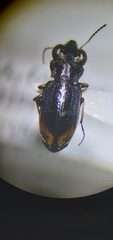 Notiophilus sylvaticus