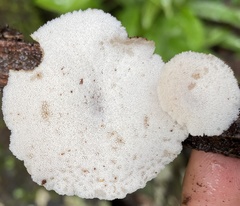 Auriscalpium villipes
