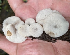 Auriscalpium villipes